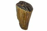 Fossil Mosasaur Tooth - North Sulfur River, Texas #104341-1